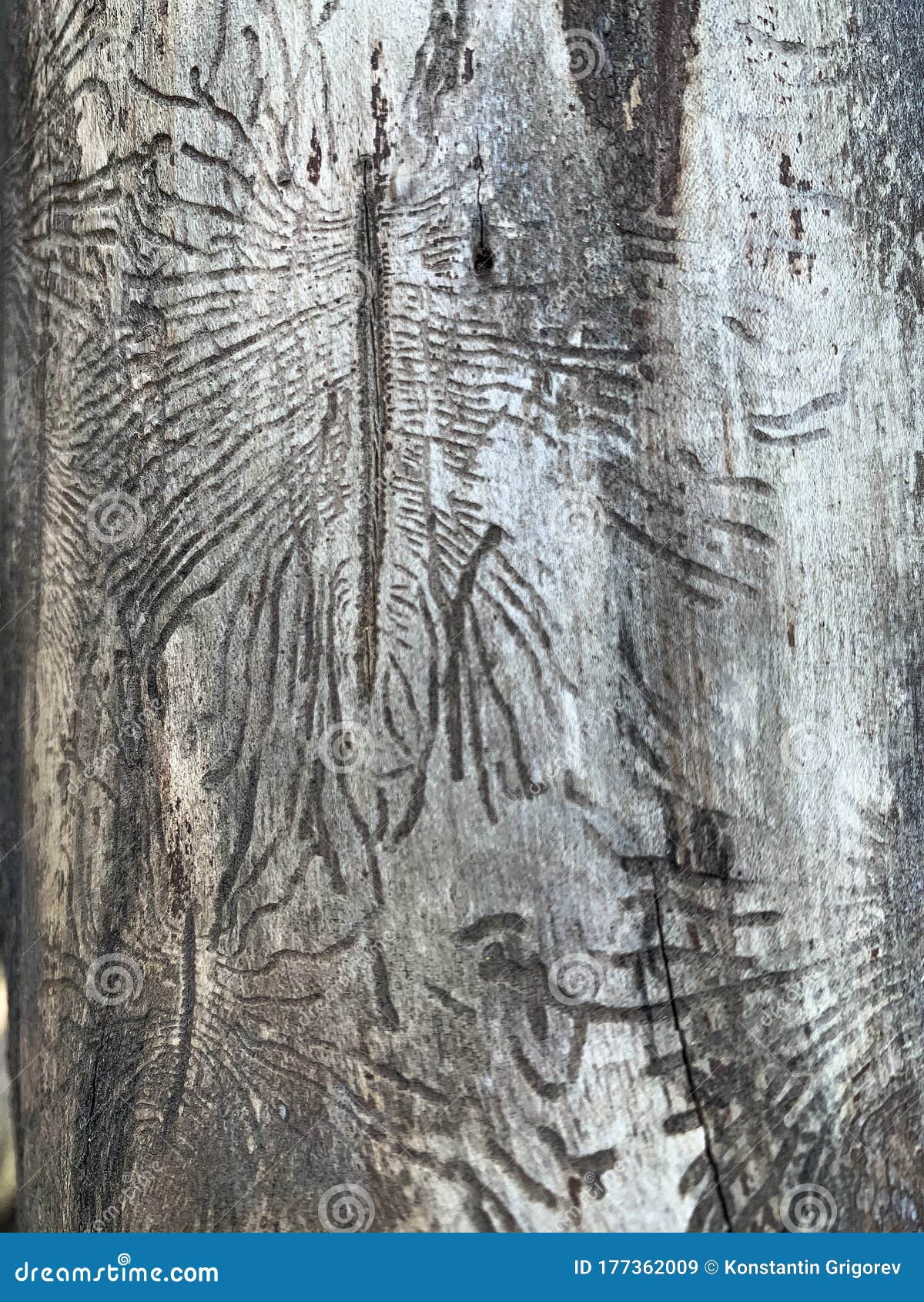 imprint of the bark beetle under the bark of the tree. drawing made by bark beetle on a piece of bark. close-up of tree is eaten