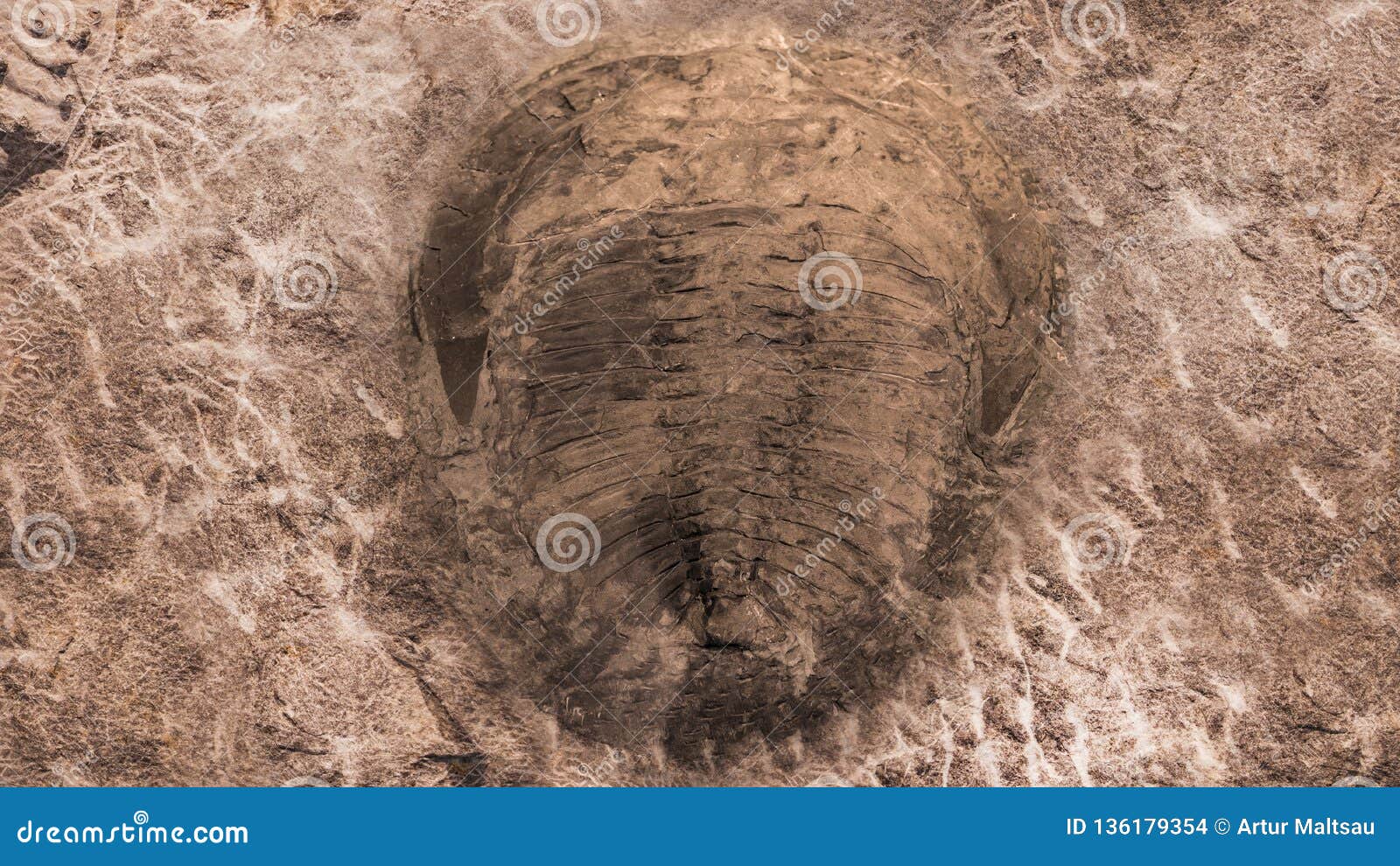 fossil trilobites imprinted in the sediment. 4 billion year old trilobite