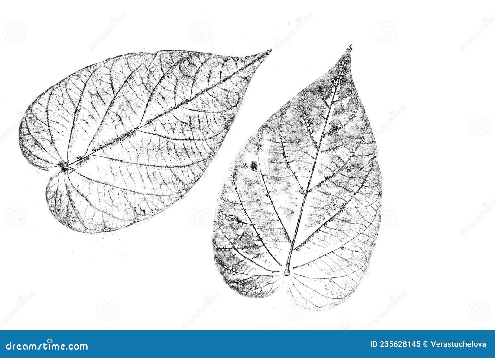 imprints of leaves - graphics - monoprint