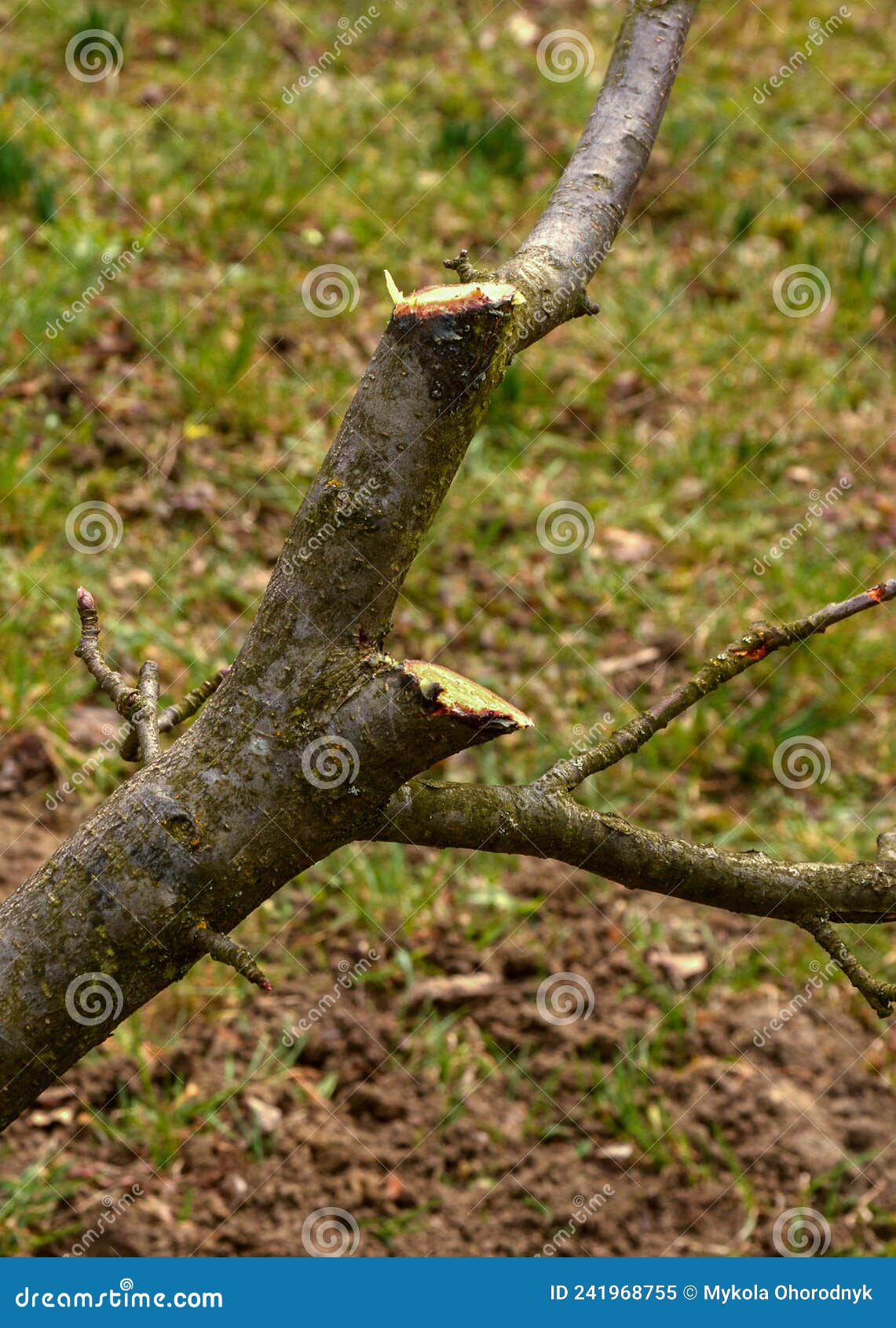Improper Pruning of Trees Using Heading Cuts Stock Image Image of growing orchard: 241968755 Improper Pruning of Trees Using Heading Cuts Stock Image Image of growing orchard: 241968755