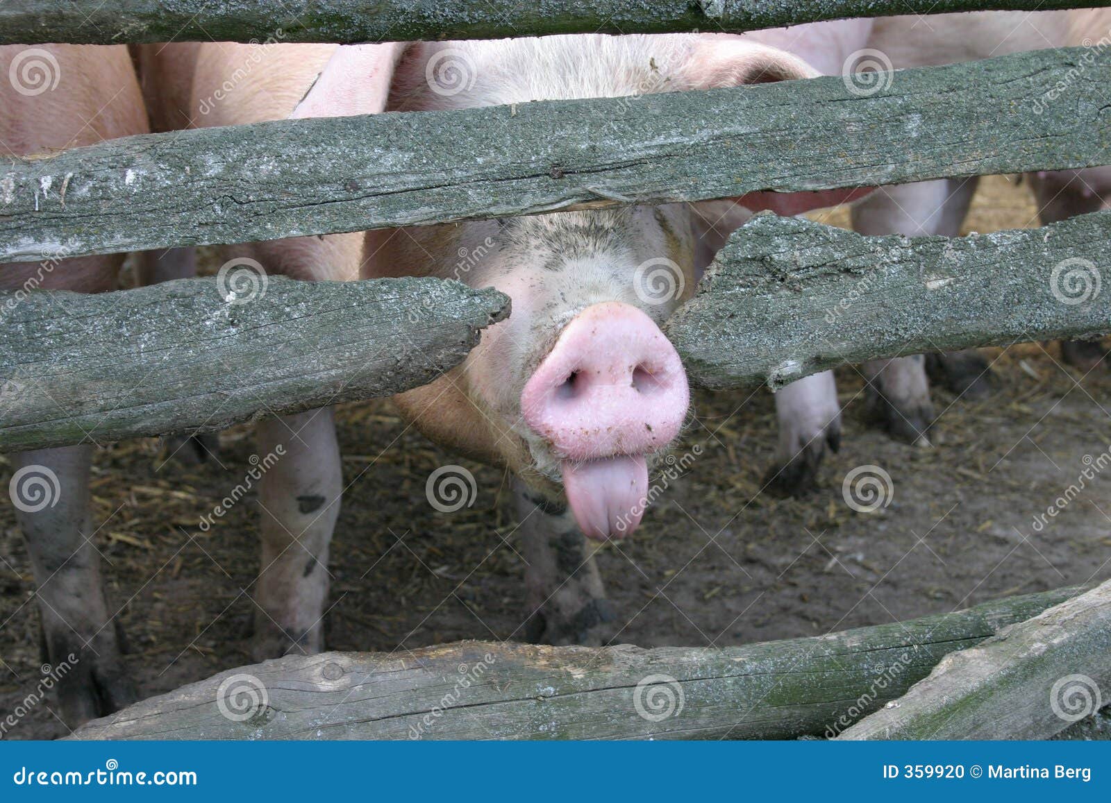 impudent pig
