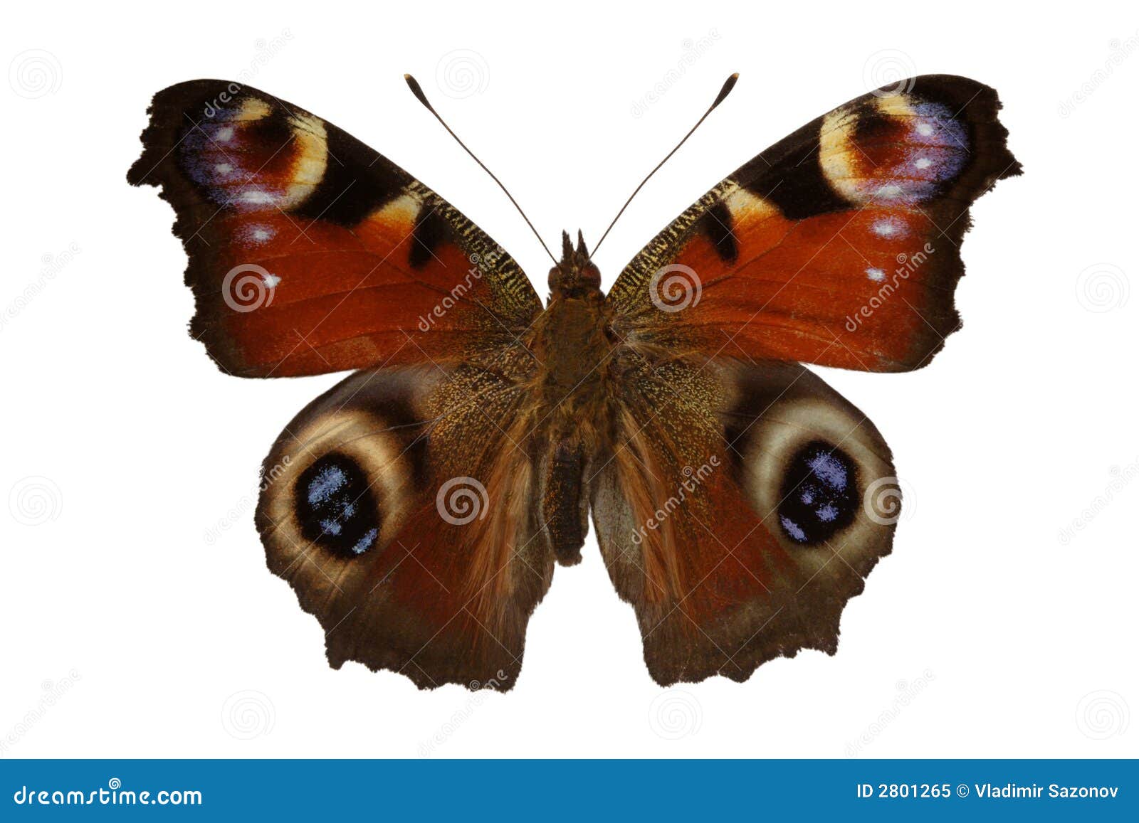 Inachis io (butterfly) stock image. Image of wing, inachis - 2801265