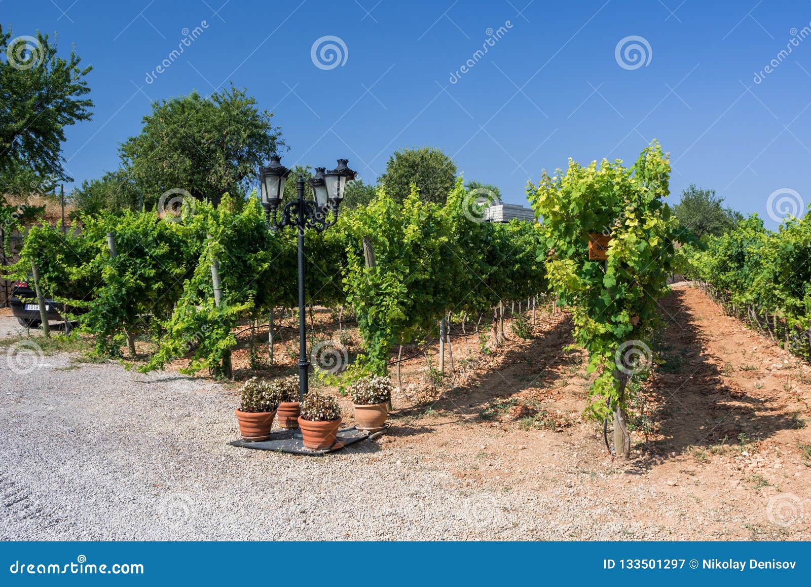 Vineyard Plantations in Mallorca. Inca, Mallorca, Spain Stock Image