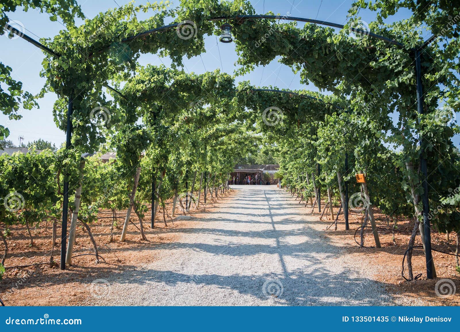 Vineyard Plantations in Mallorca. Inca, Mallorca, Spain Stock Image