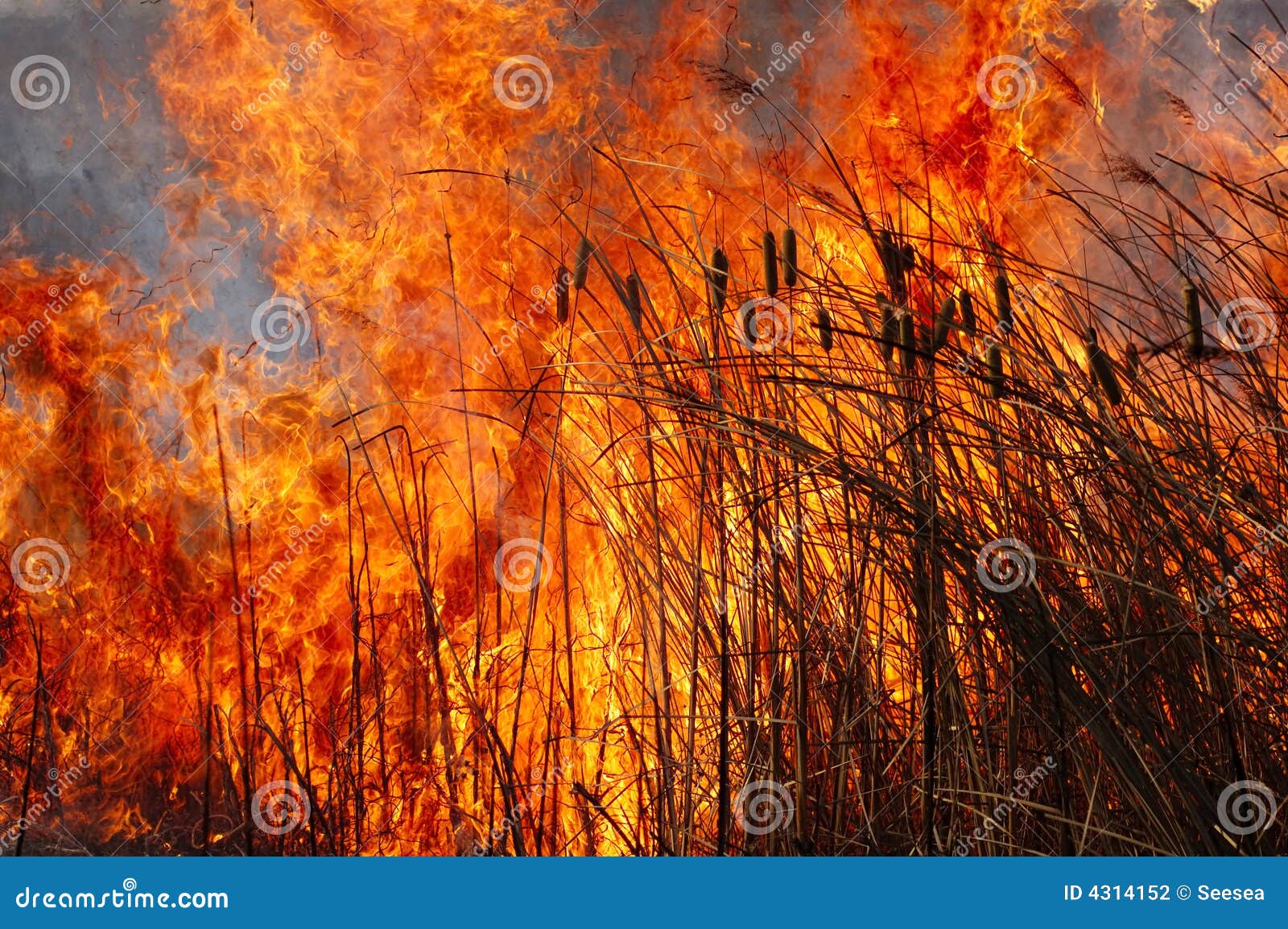 Incendie sur une zone ouverte