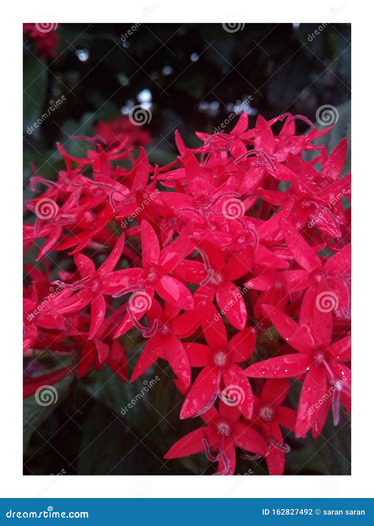 Incendio de flores rojas foto de archivo. Imagen de indio - 162827492