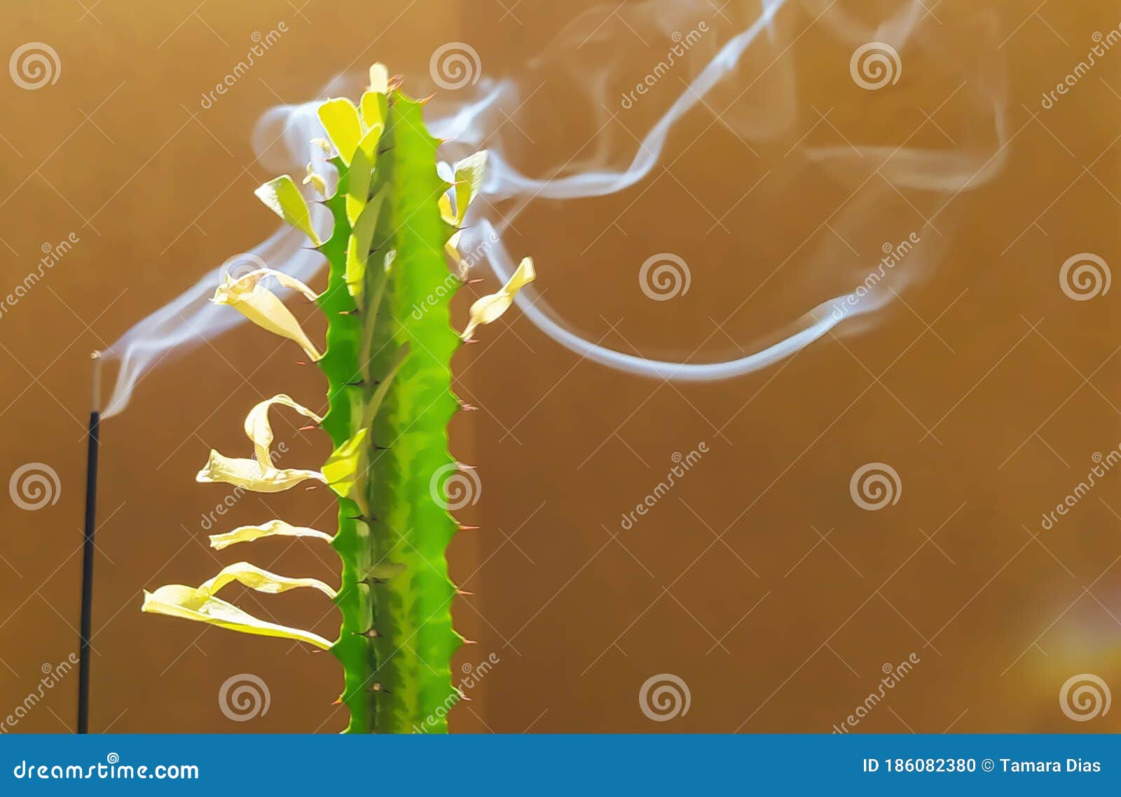 Incense, cactus, faith. stock photo. Image of faith 186082380