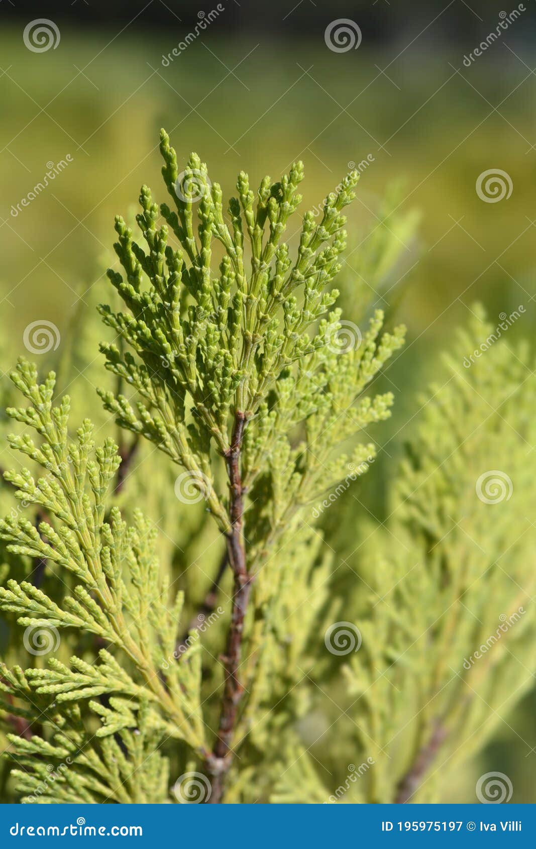 Incense cedar Pillar stock image. Image of green, botany 195975197