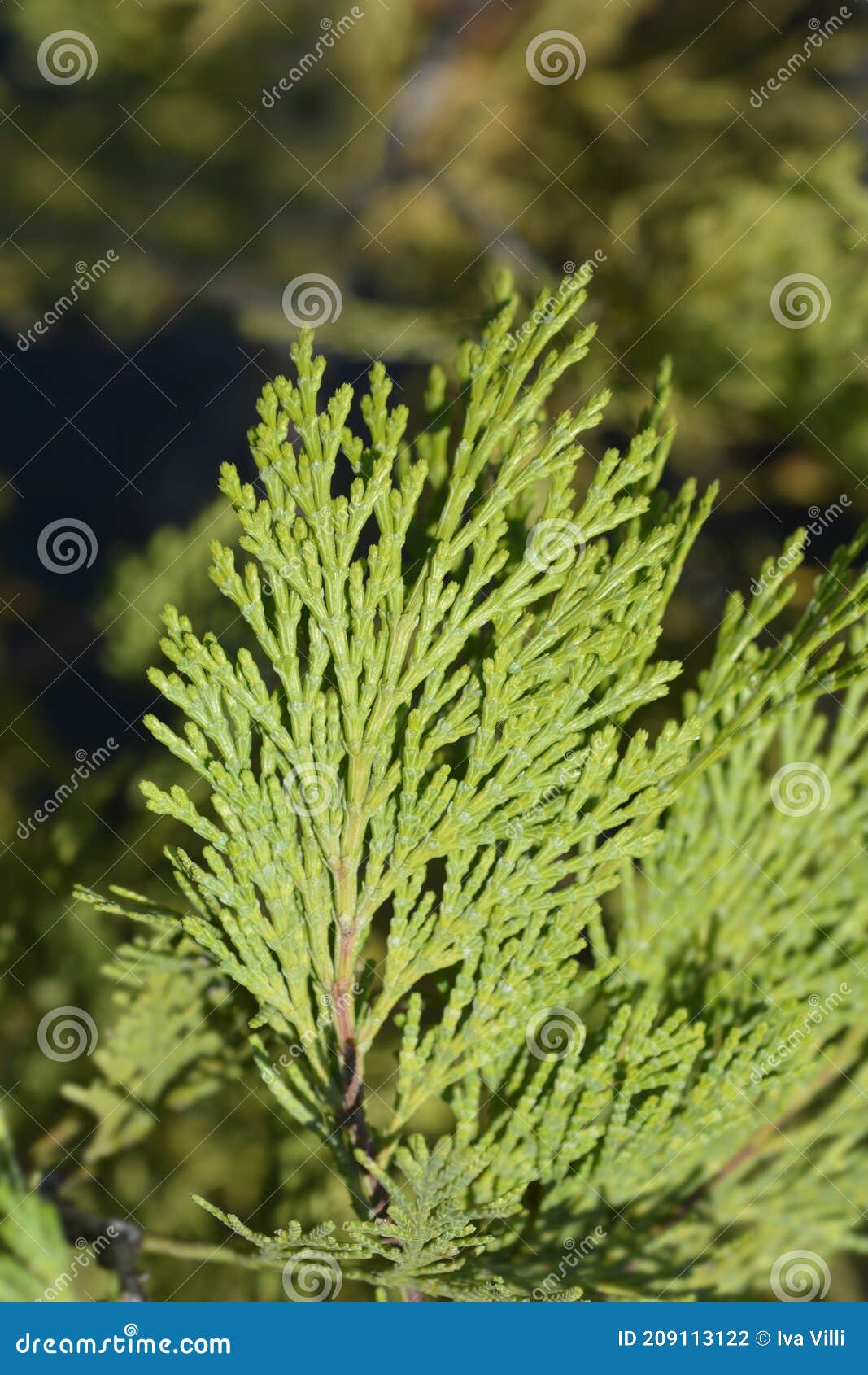 Incense cedar Pillar stock photo. Image of incensecedar 209113122