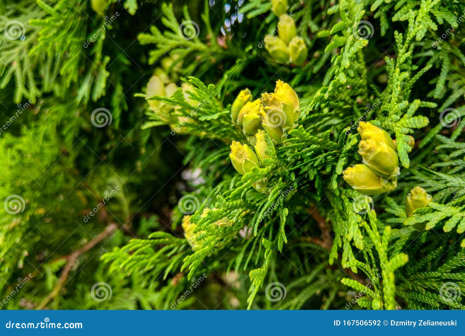 Incense Cedar Tree Calocedrus Decurrens Branch Close Up Stock Photo Image Of Decurrens Forest 167506592