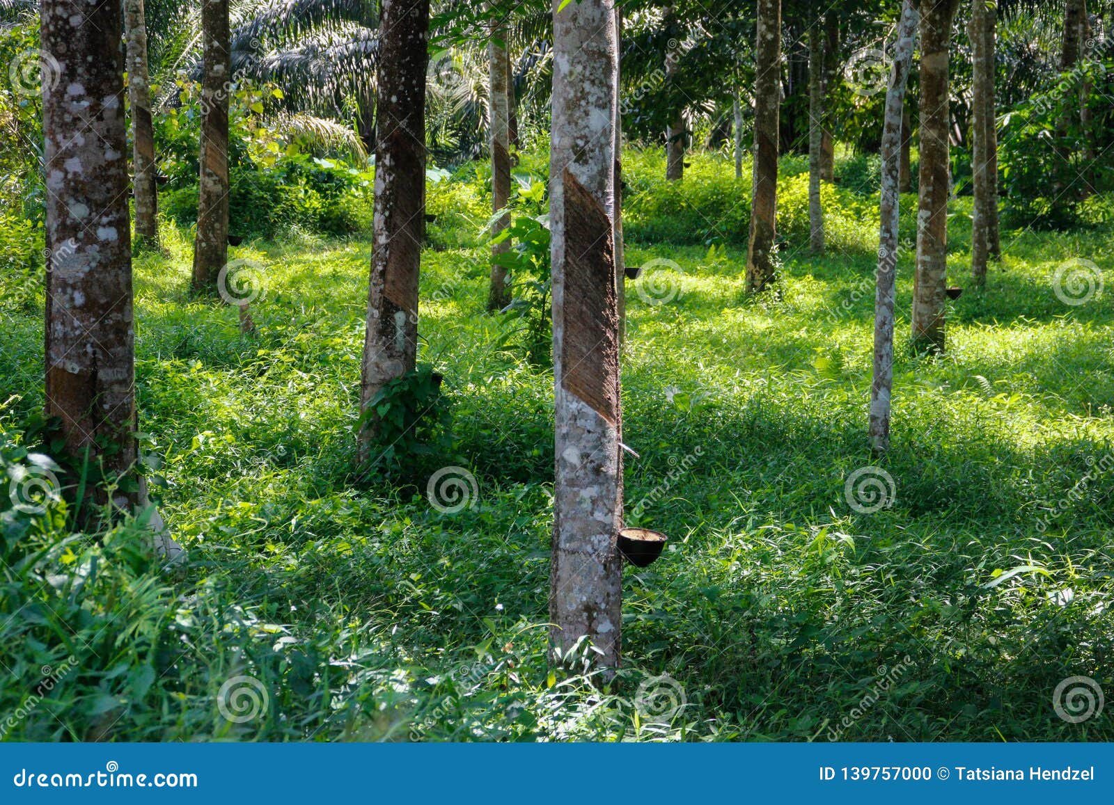Incision on the Trunk of a Rubber Tree Hevea Along the Gutter of Which