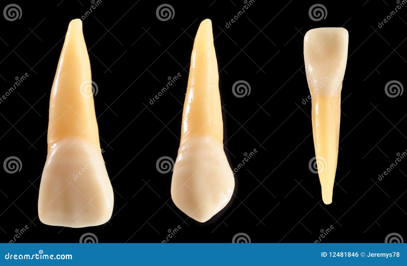 incisor and canine teeth  on black