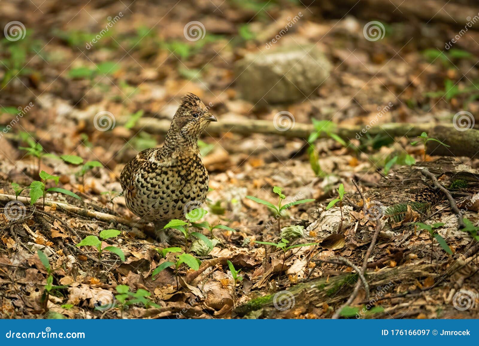 inconspicuous hazel grouse standing on dry leafs in forest