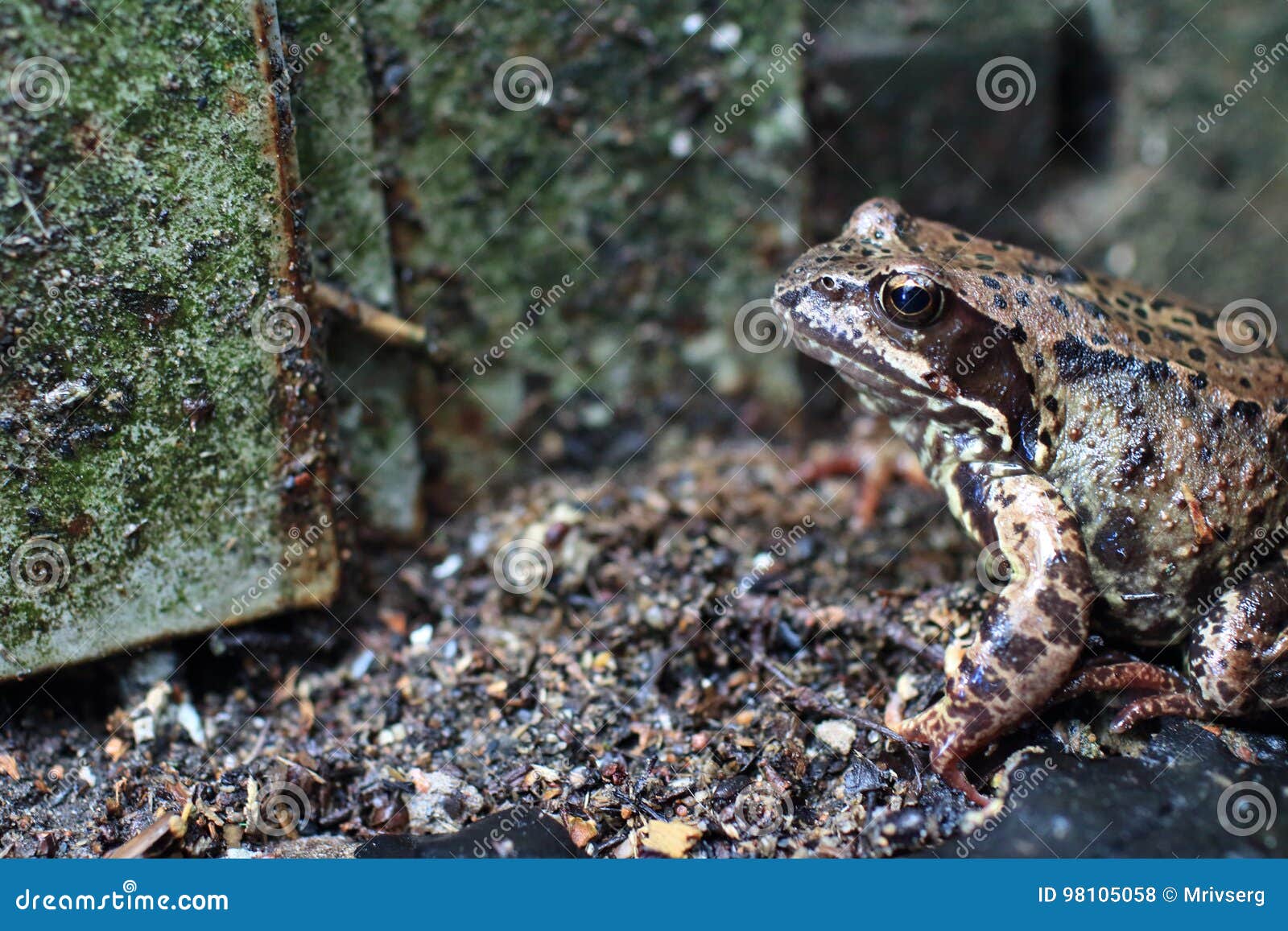 inconspicuous motley spotted frog in the wild