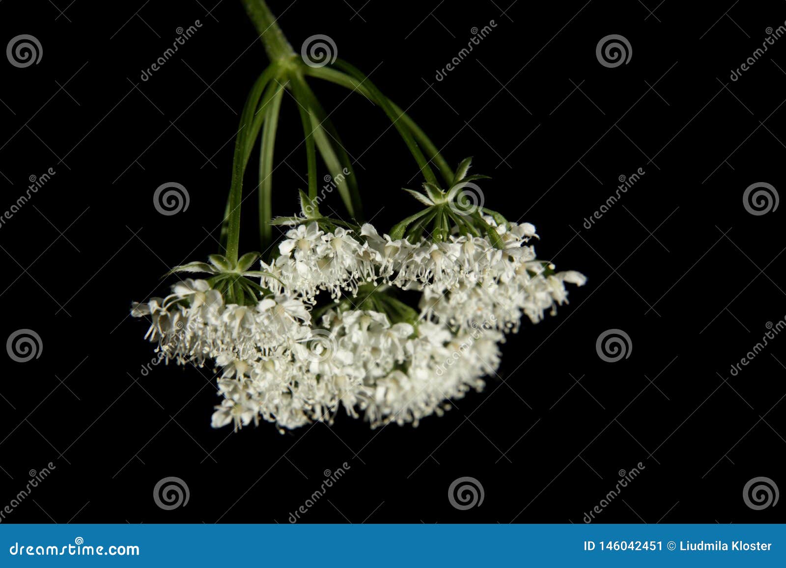 inconspicuous wild flower with small white flowers