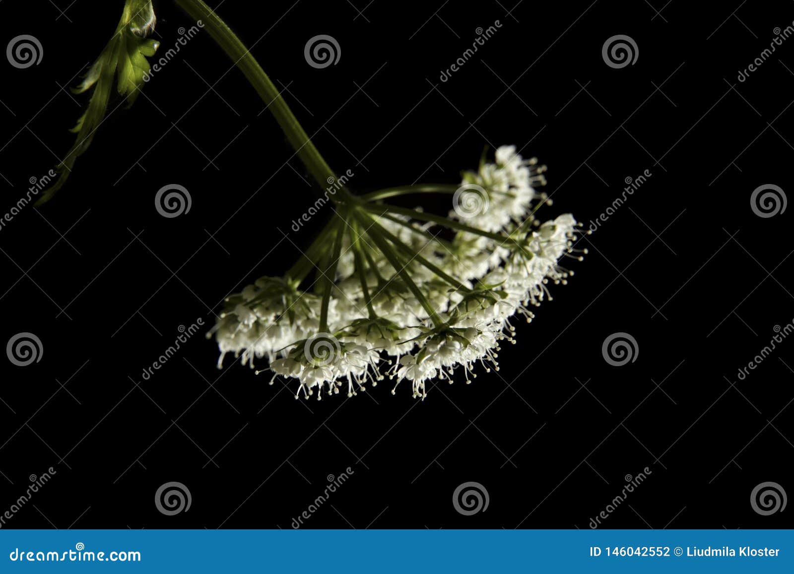 inconspicuous wild flower with small white flowers