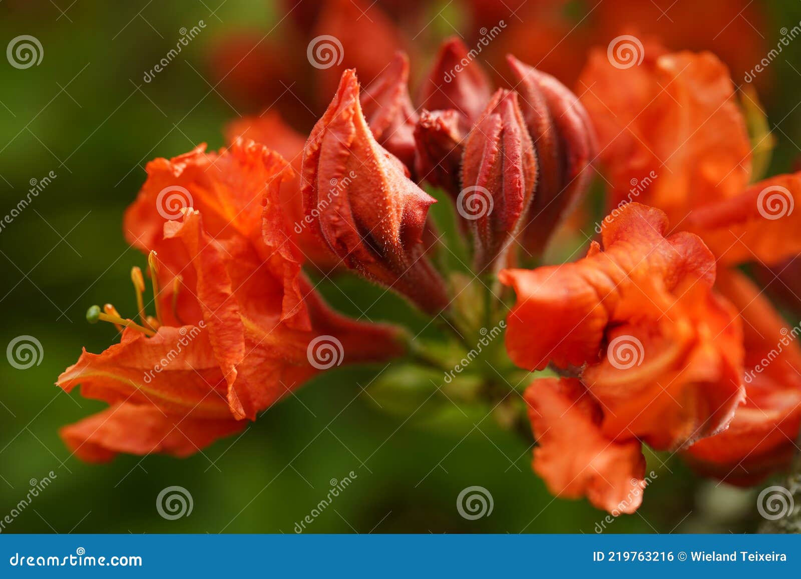 Increíble Color Llameante De Una Azalea Naranja Foto de archivo - Imagen de  florecimiento, travieso: 219763216