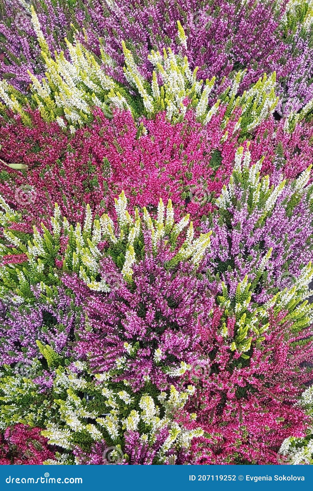 Incredible Blooming Heather from Paris Stock Photo Image of lavender