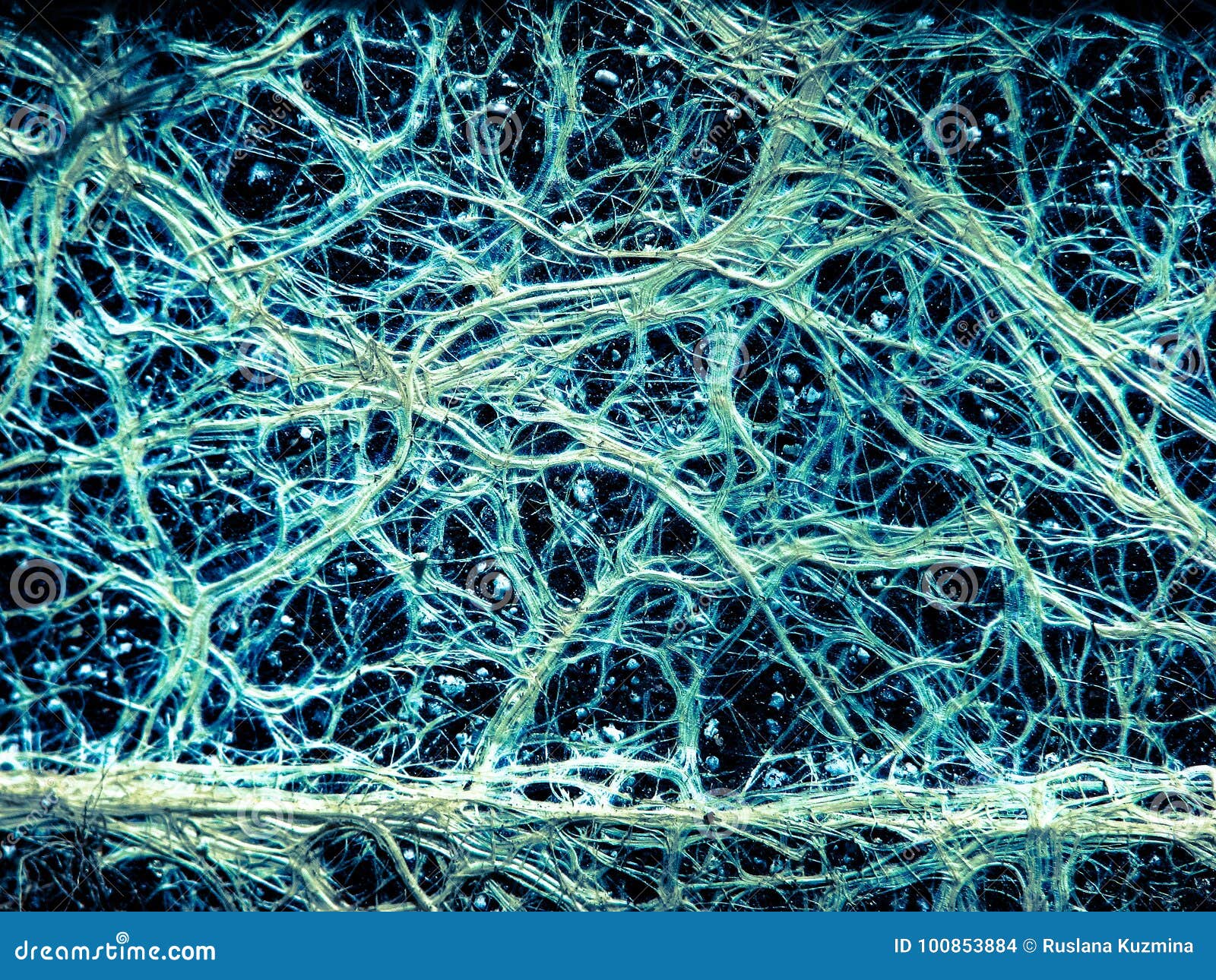 incredible vascular plant fine roots looking like a neural network