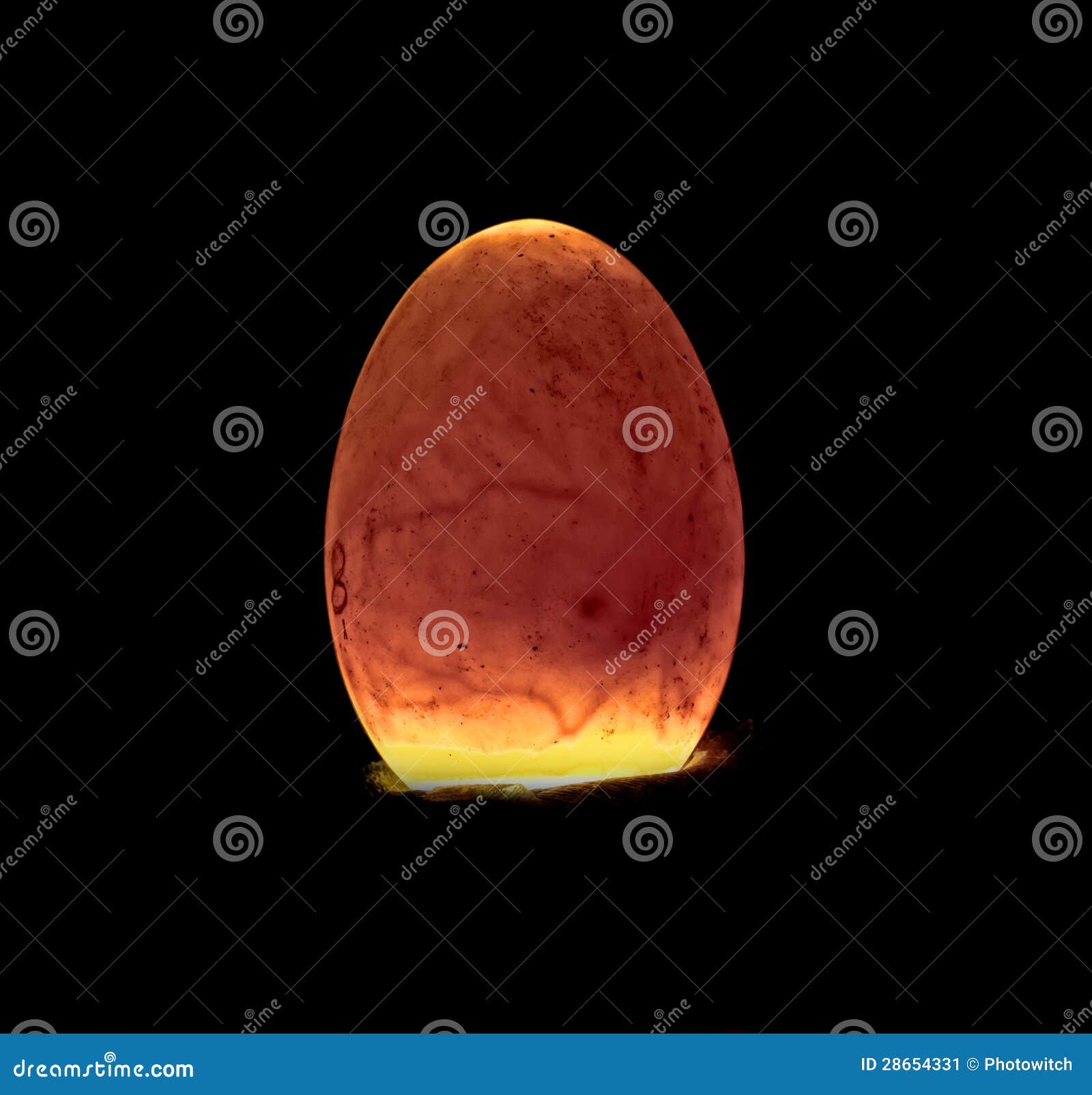 Incubated fertile egg stock image. Image of chicken, brooder 28654331