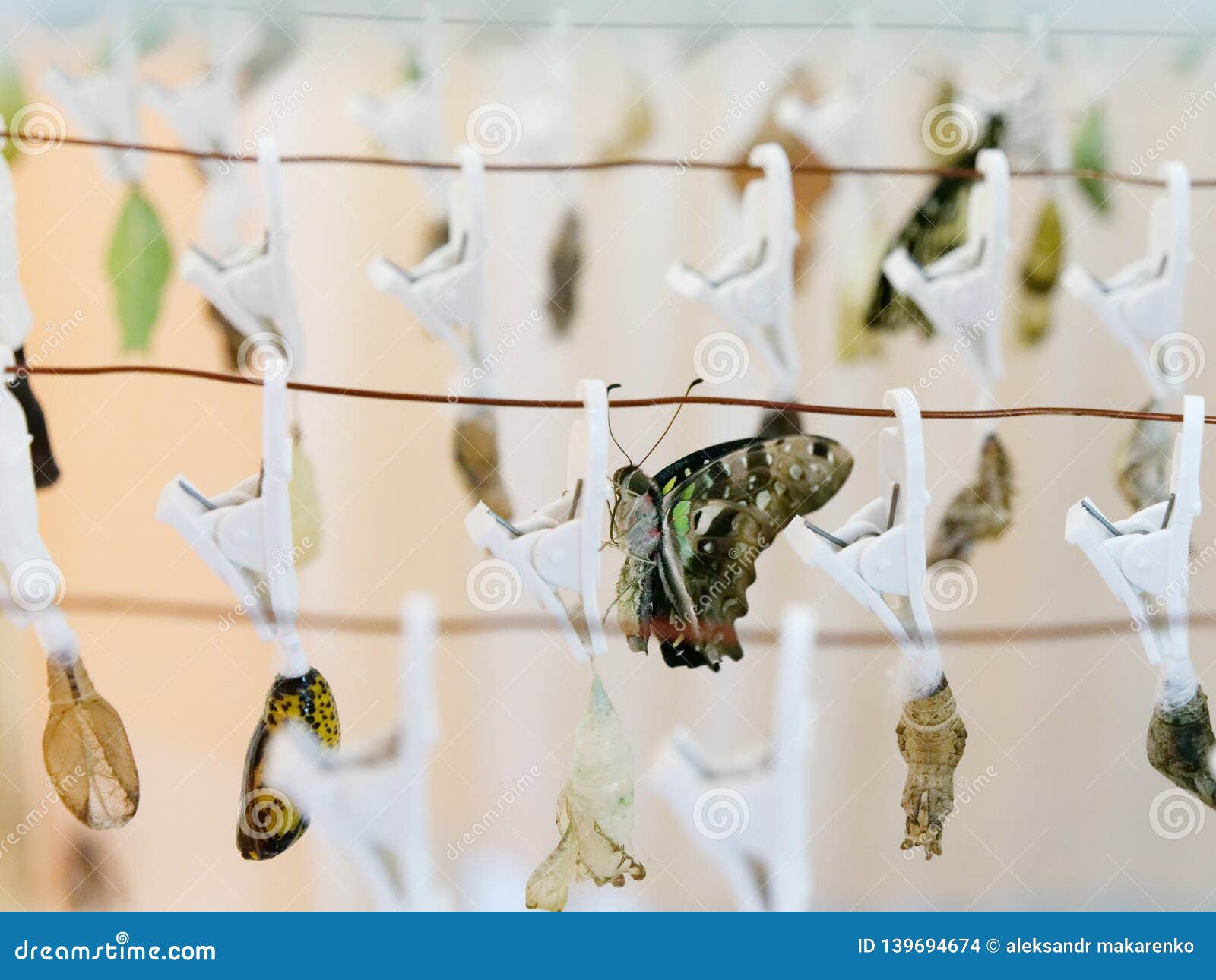 Incubator for Different Types of Butterfly Pupae Stock Photo Image of