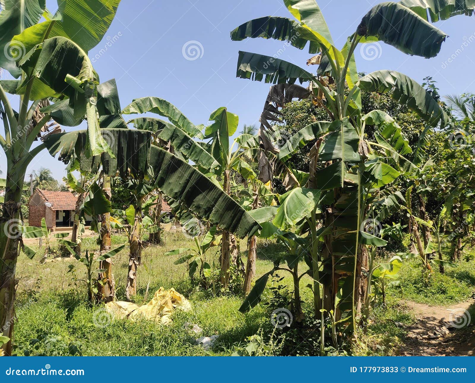 India My Village Most Beautiful Banana Garden Stock Image Image of
