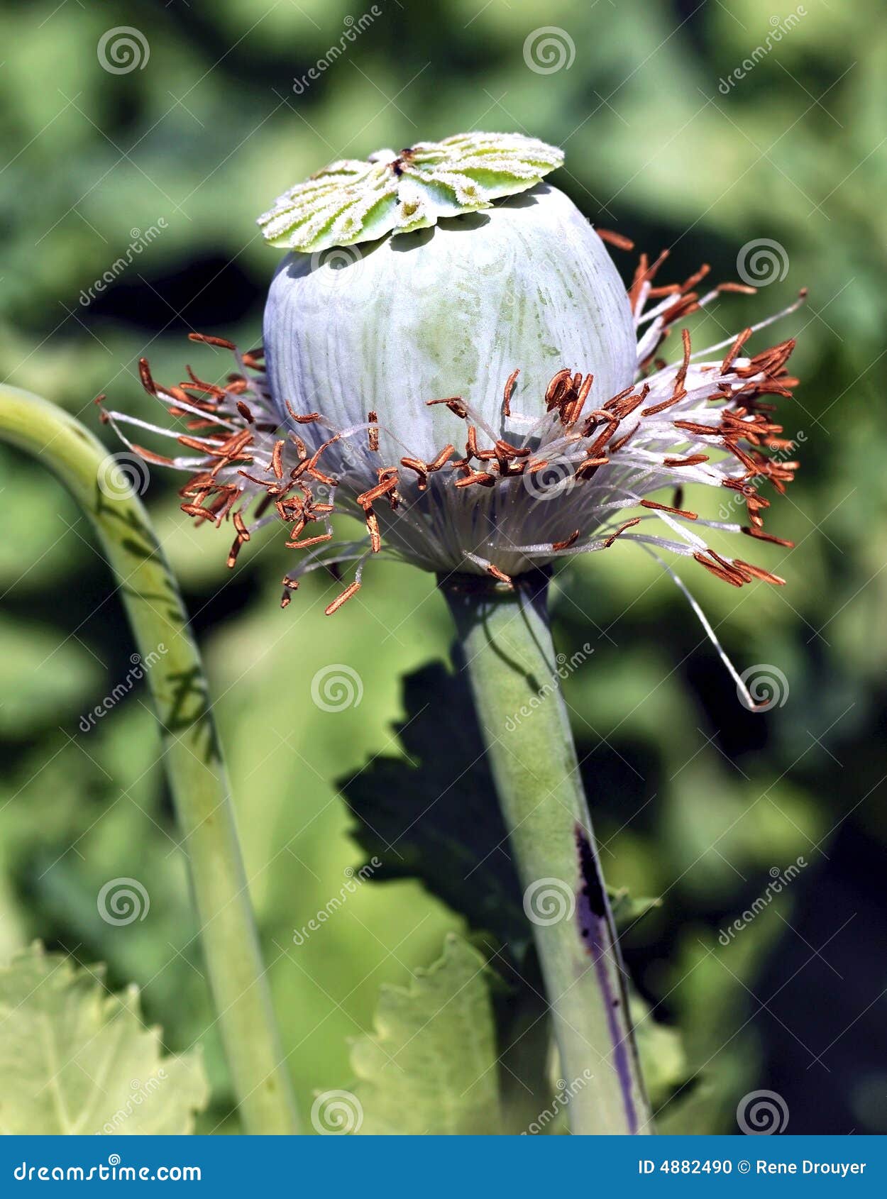 india, bijaipur: opium poppy field