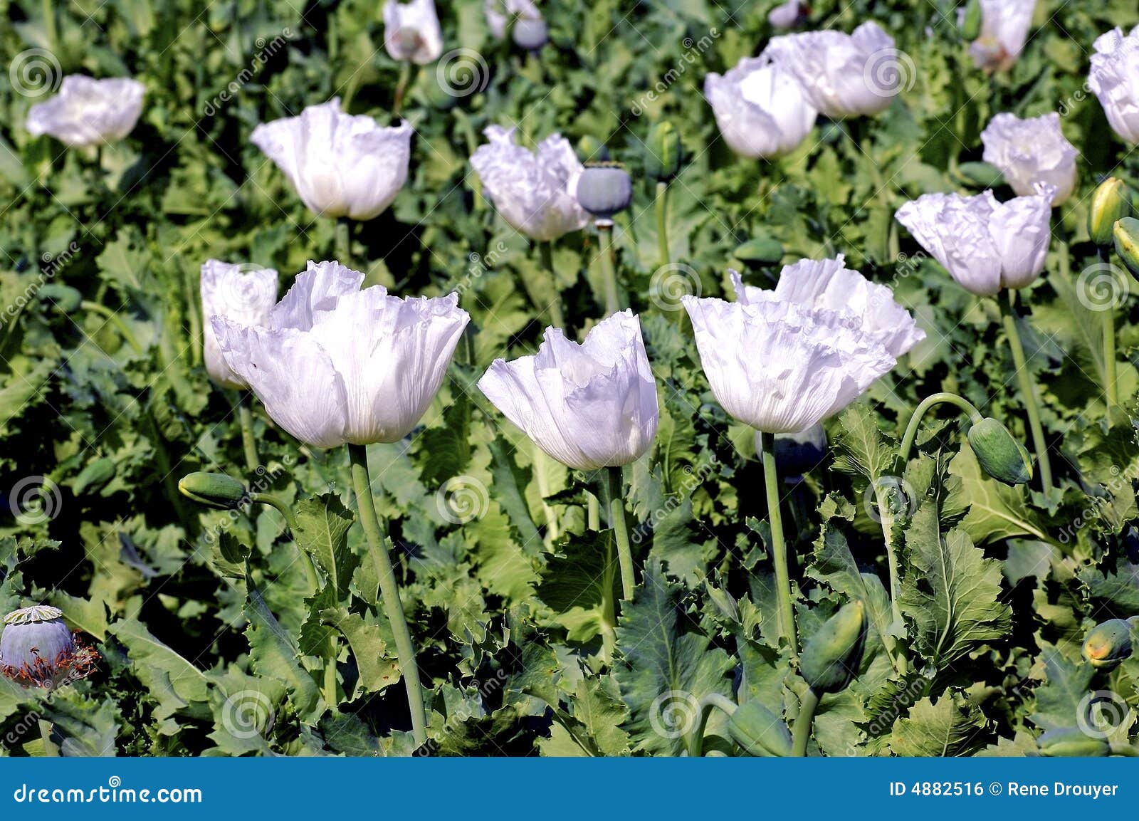 india, bijaipur: opium poppy field