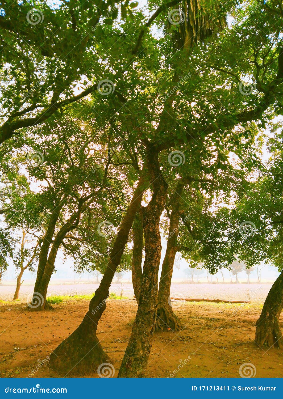 India Punjab , the ðŸŒ² Trees Pic are so Beautiful... Stock Image Image of beautiful
