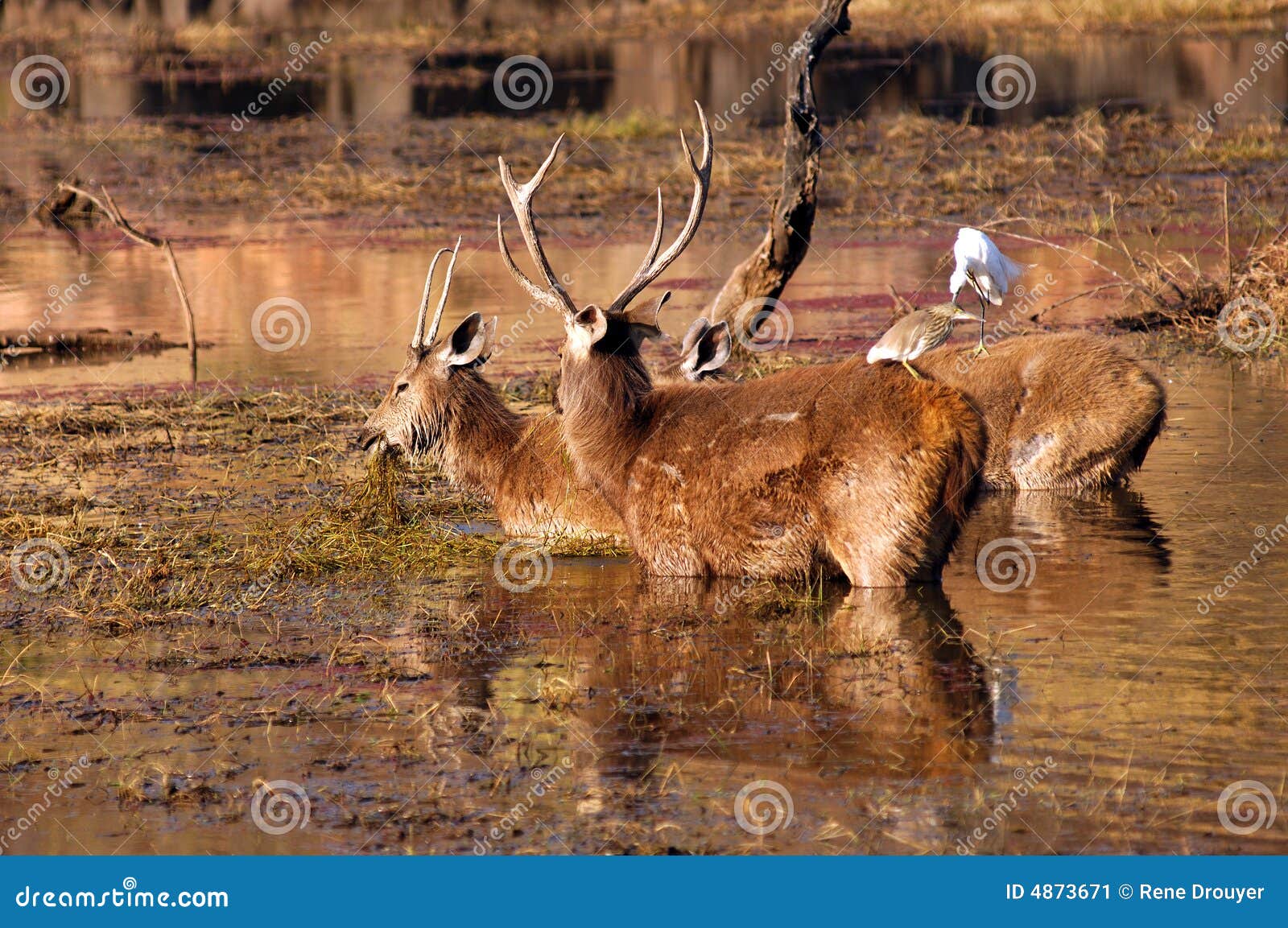 india, ranthambore: deers