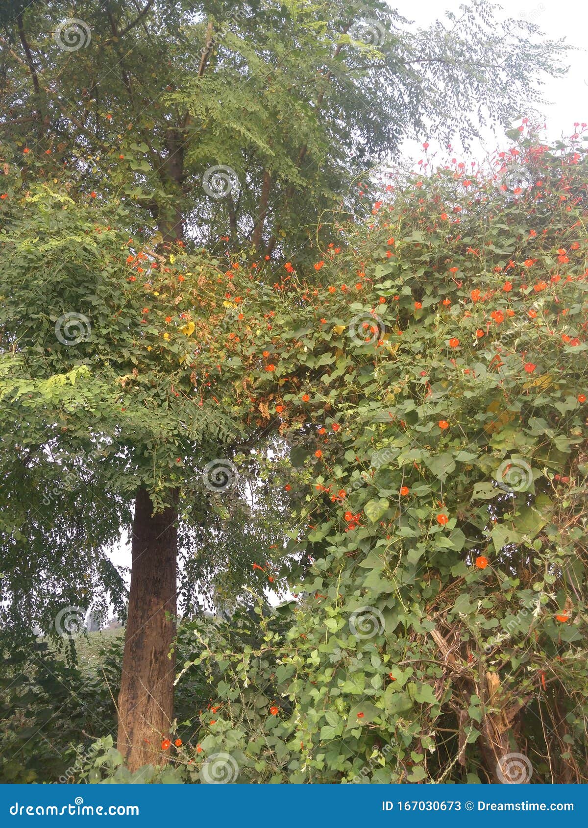 india tree with a two trees click .