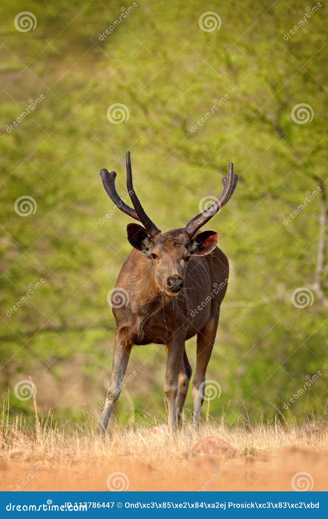 India Wildlife. Sambar Deer, Rusa Unicolor, Large Animal, Indian  Subcontinent, Rathambore, India. Deer, Nature Habitat Stock Image - Image  of hoge, denemakren: 113786447