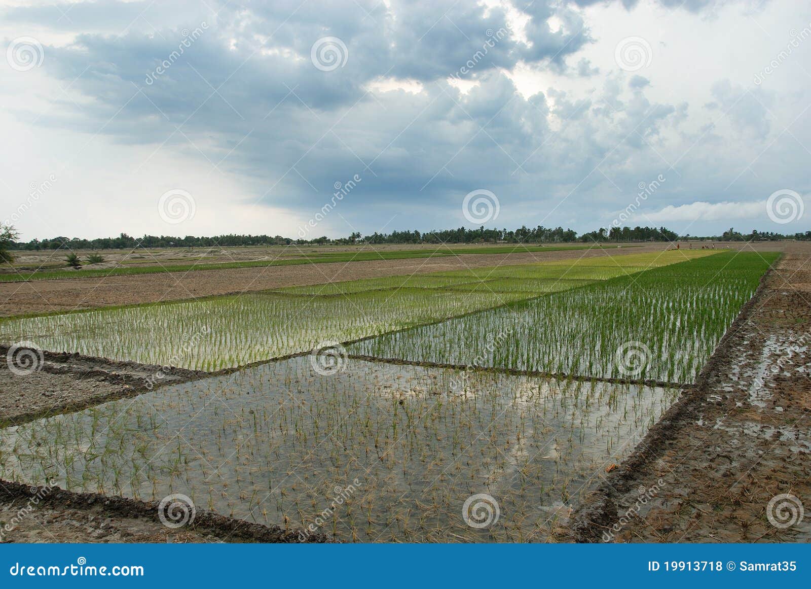 Indian Agriculture stock photo. Image of crop, remote ...