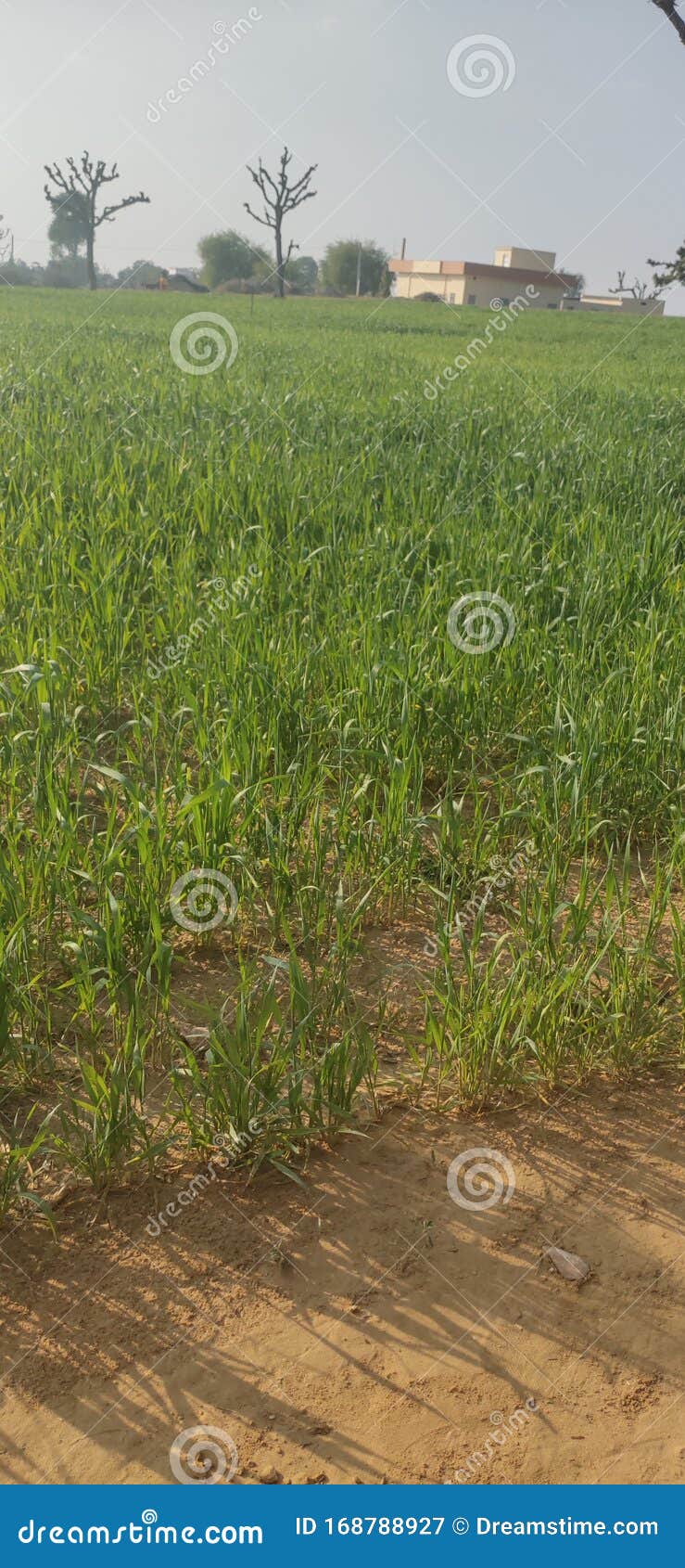 Indian Agriculture Wheat in Pasties Stock Image - Image of wheat, white ...