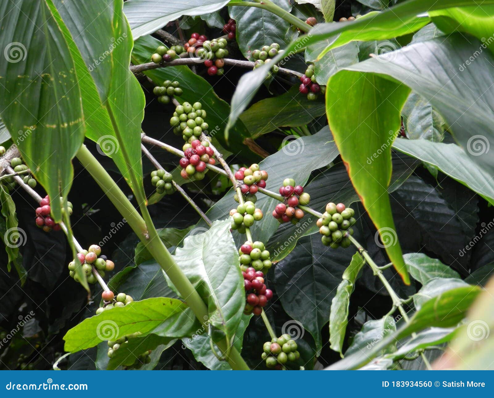 Indian Ayurveda Plant Tree with Frute Stock Photo Image of ayurveda