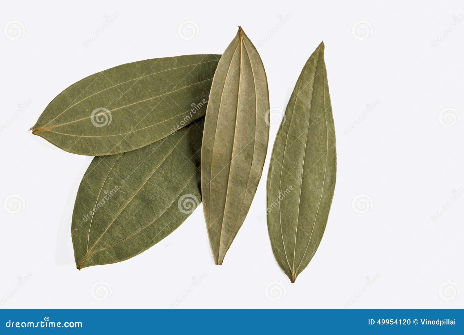 Indian bay leaf stock photo. Image of indian, herb, nature 49954120