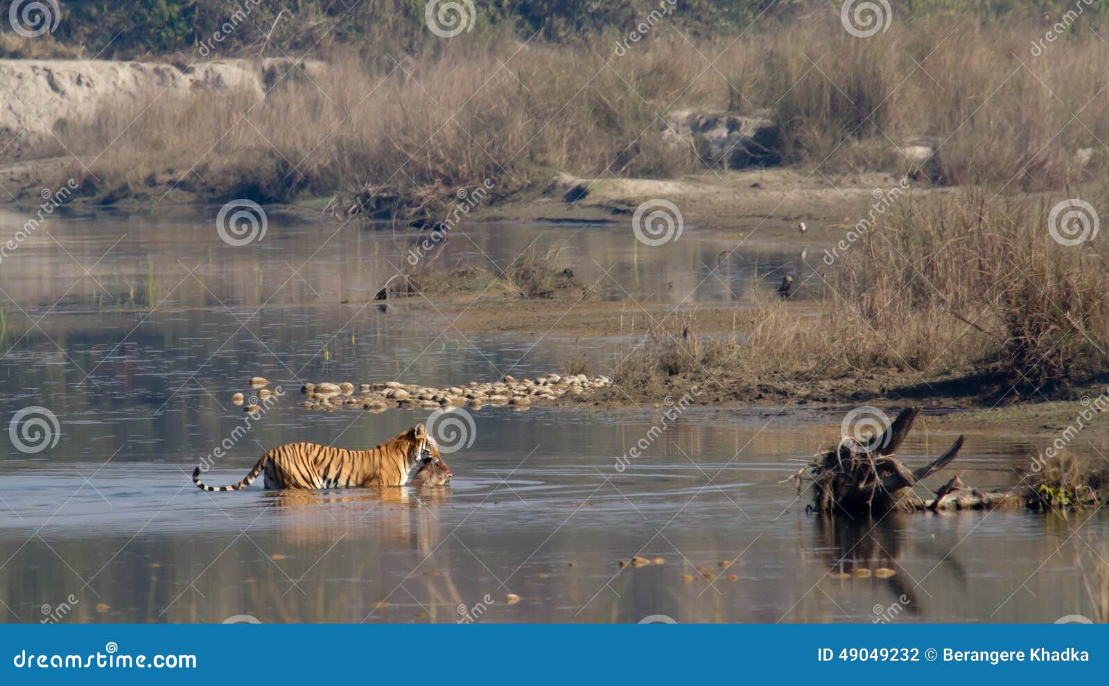indian bengal tiger in nÃÂ©pal