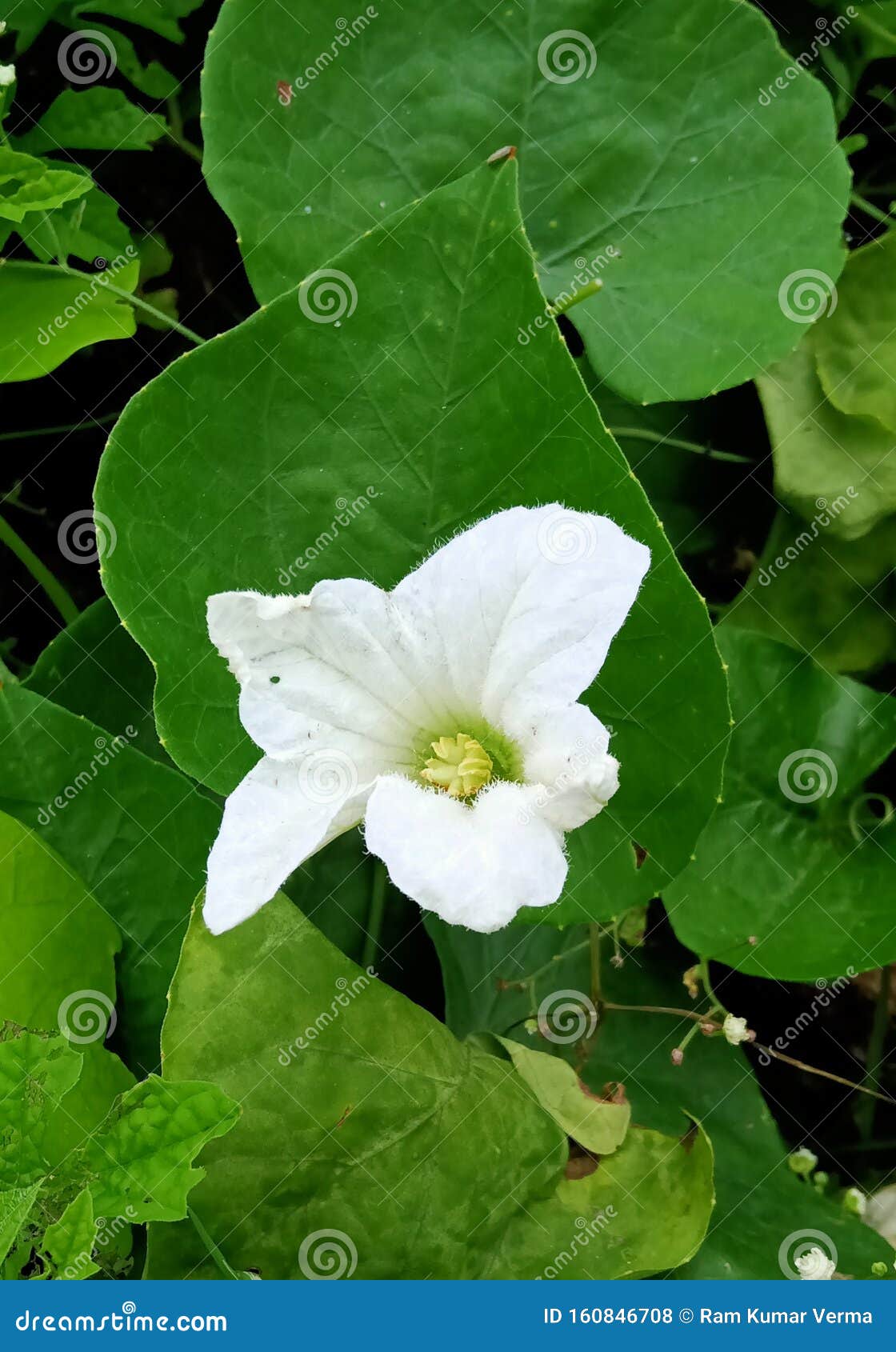 Indian Best Scarlet Gourd Flower Image Stock Photo Image of flower, scarlet 160846708