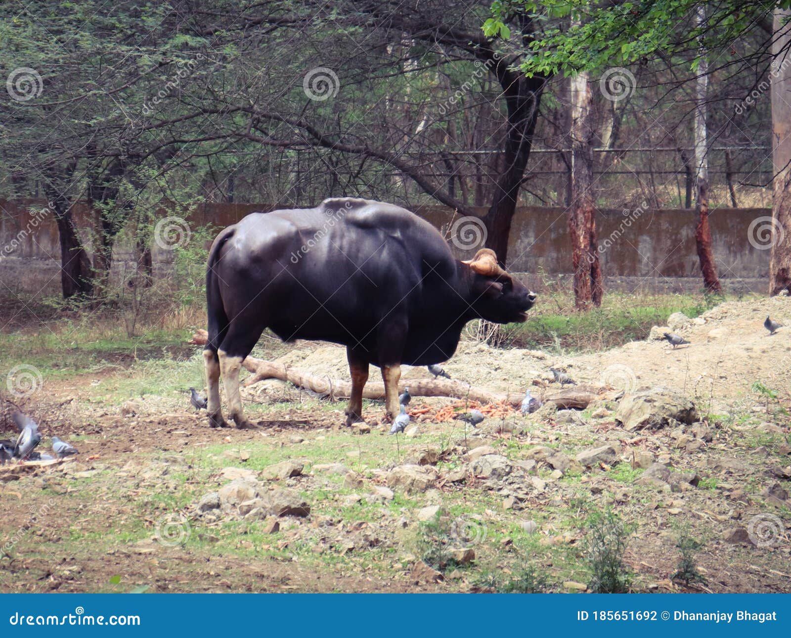 Indian bison or gaur stock photo. Image of beautiful - 185651692