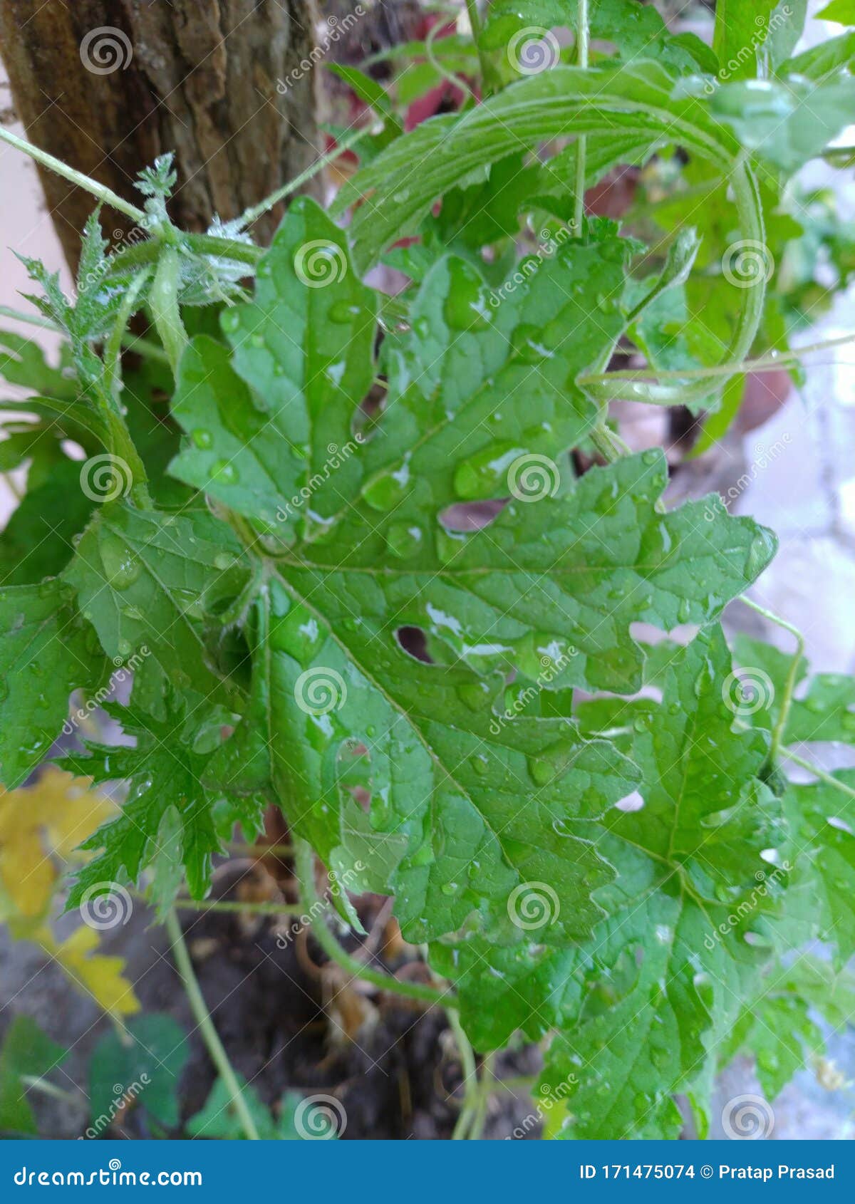 Indian Bitter Gourd Small Plants with Rain Drop Stock Photo Image of peanuts, bridge 171475074
