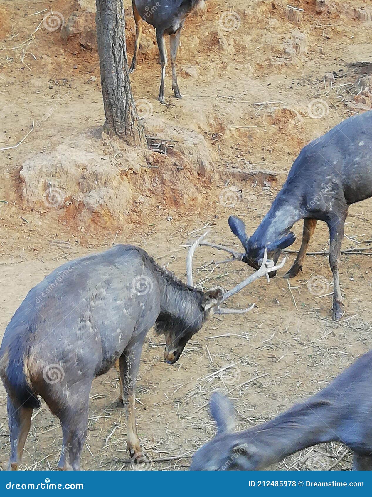 Indian black antelope stock photo. Image of deer, antelope - 212485978