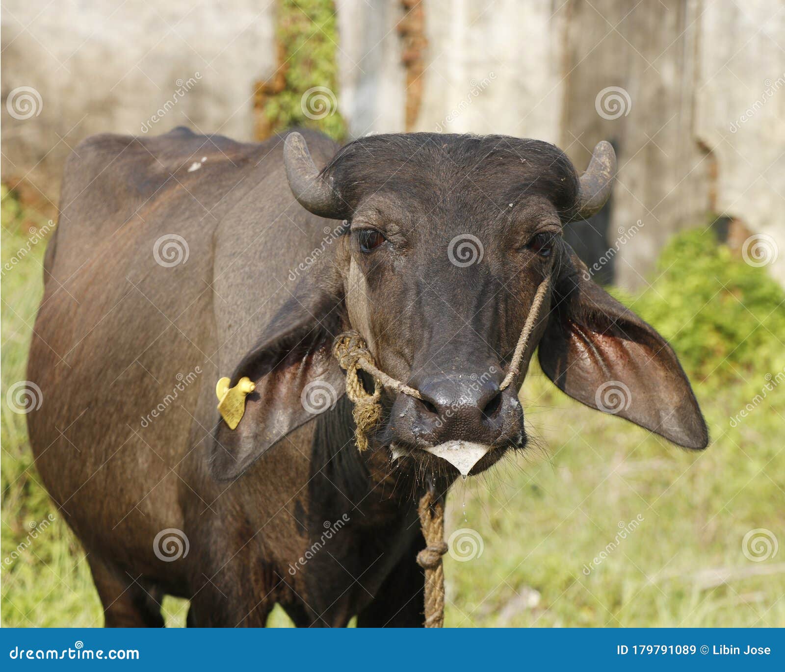 Indian Black Beef with Ear Stud on Grass Field Stock Image Image of country, beef 179791089