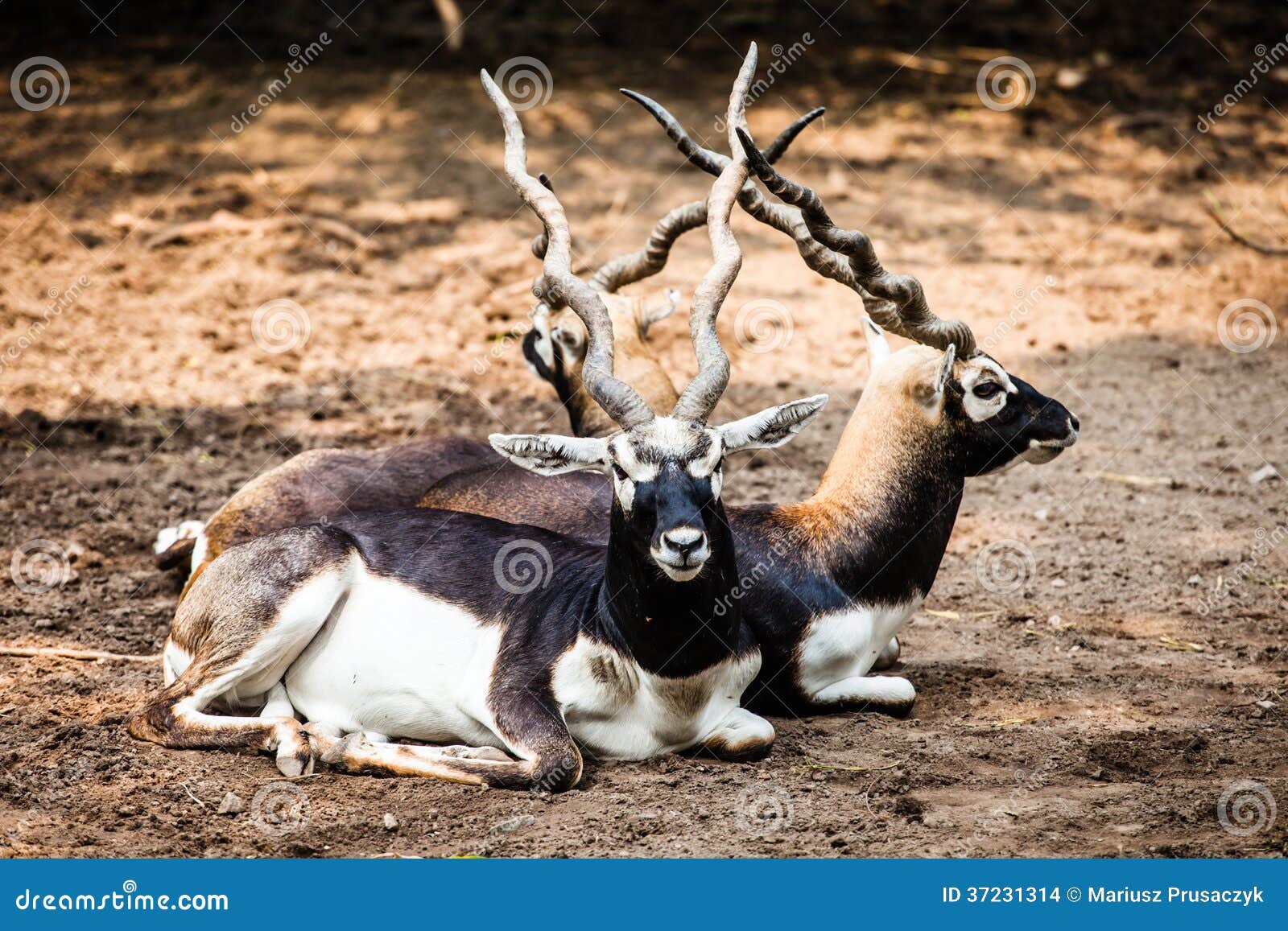 Indian Black Buck Antelope stock photo. Image of buck - 37231314