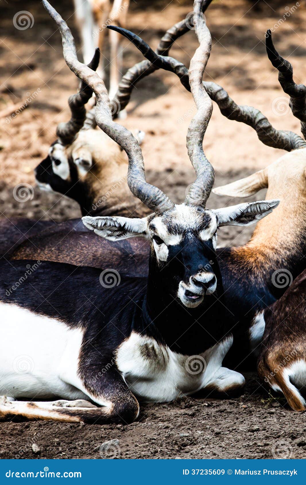 Indian Black Buck Antelope stock image. Image of horizontal - 37235609