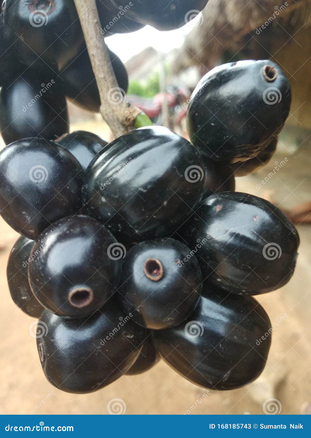 Indian Blackberry Fruit in this Image Stock Image Image of tree