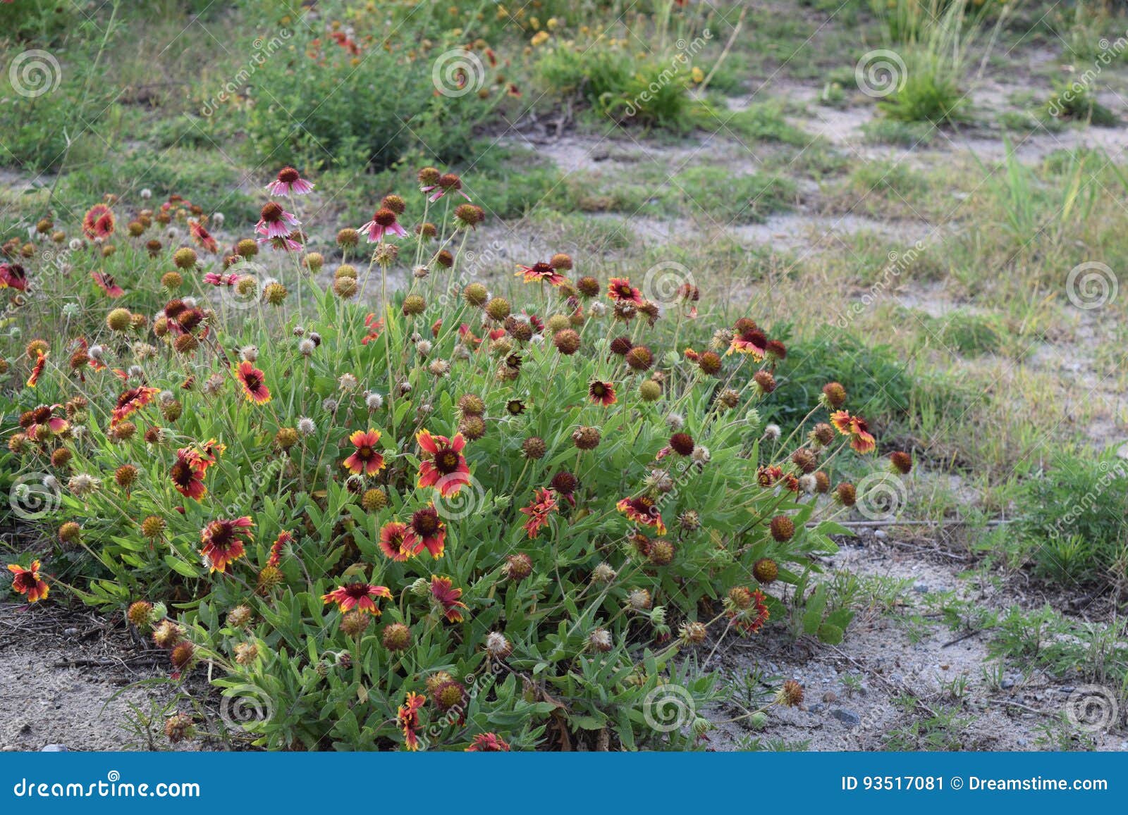 Indian Blanket Flower stock image. Image of nature, blanket 93517081
