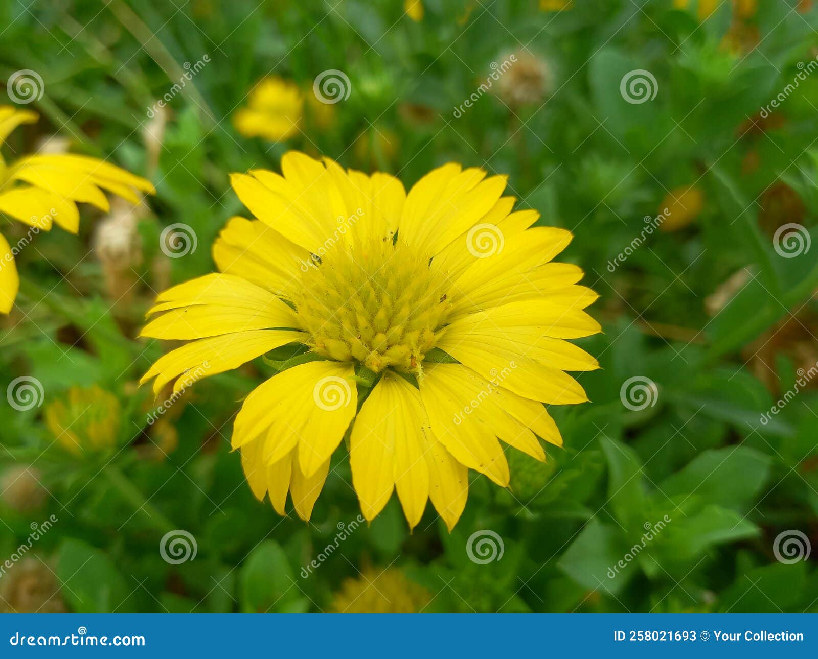 Indian blanket flower , stock image. Image of circle 258021693