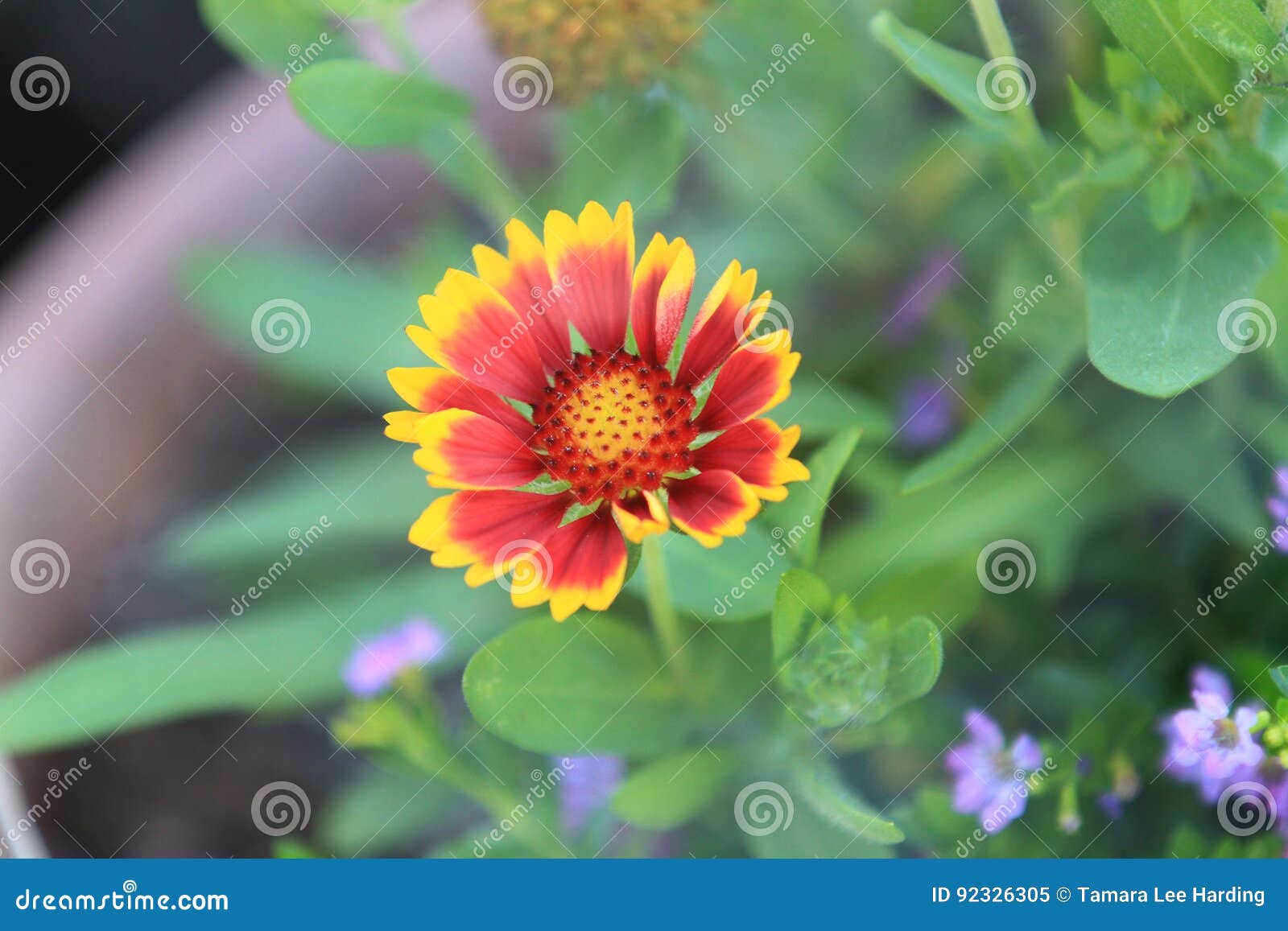 indian blanket flower in a pot, closeup or macro