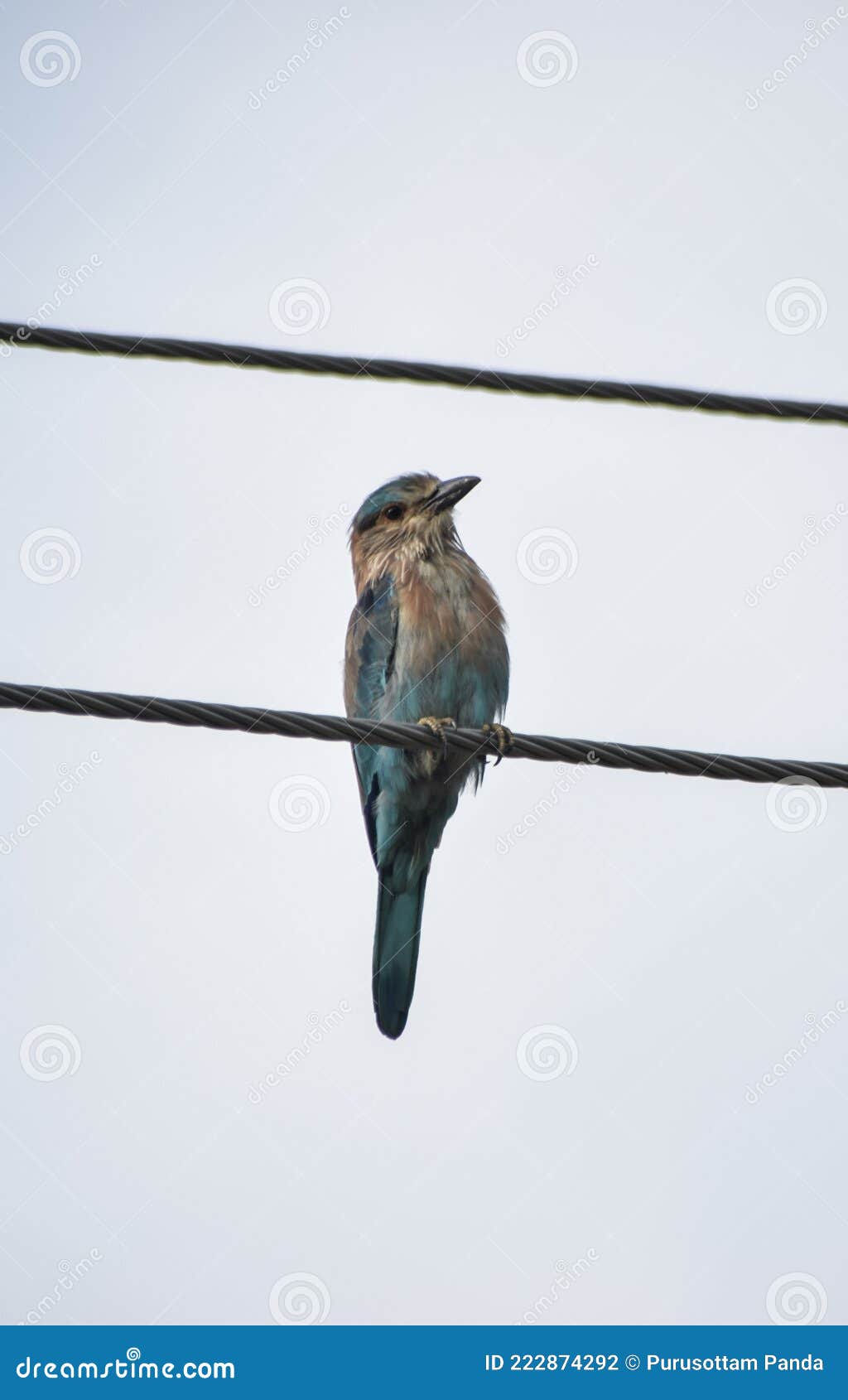 The indian blue jay stock photo. Image of species, easily - 222874292