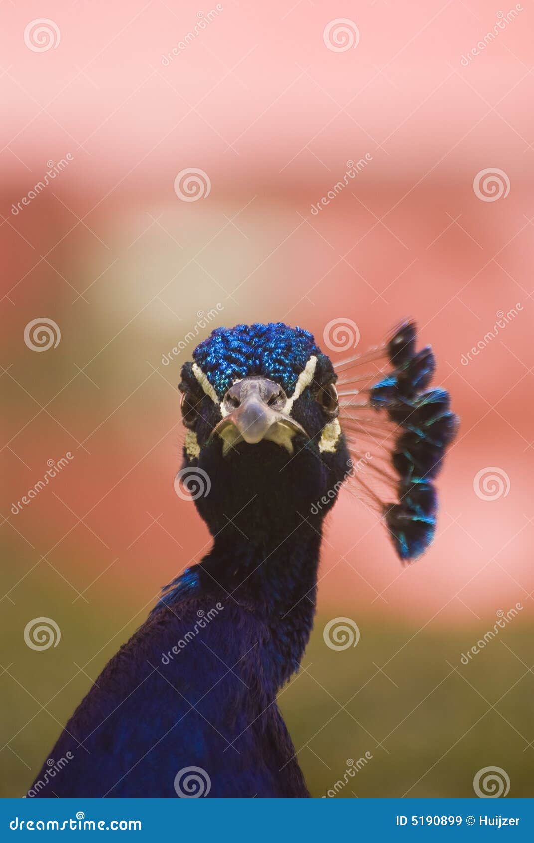 indian blue peacock (pavo cristatus)